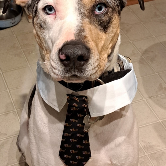 🙃6/$10 Neck Tie For Your Large Dog - Picture 6 of 7